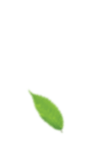 leaf5