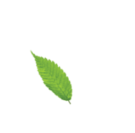 leaf2